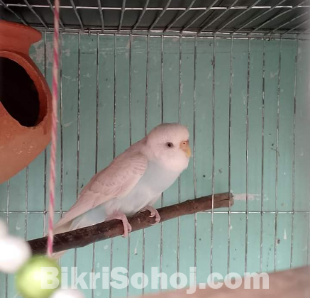 New Adult Male budgie birds.